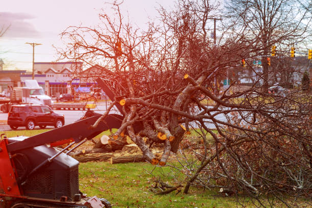 Lake Secession, SC Tree Removal Services Company